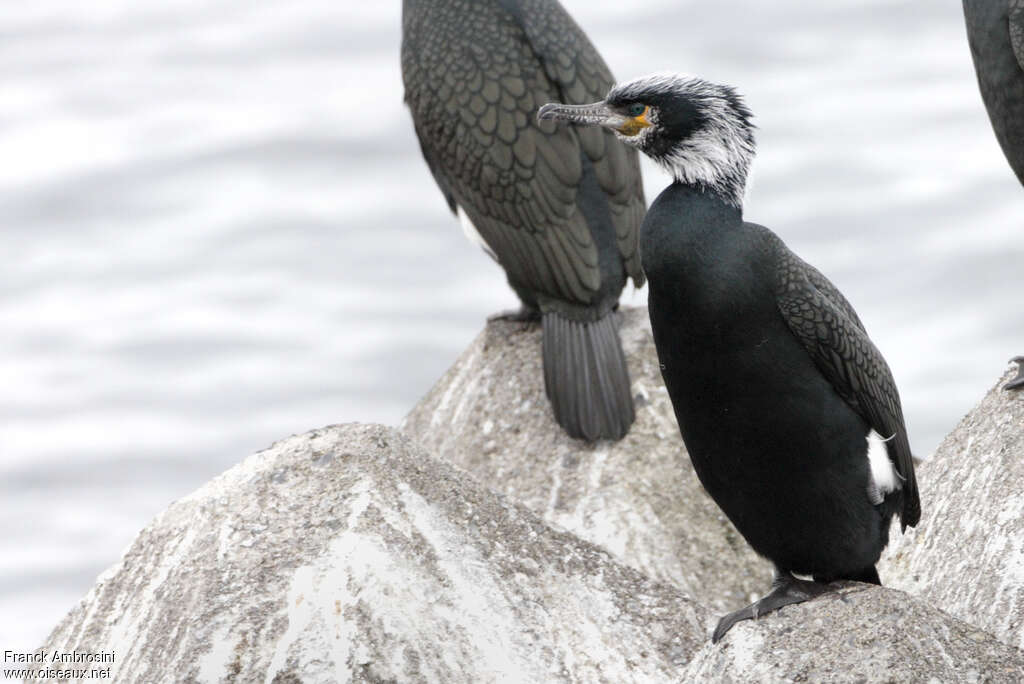 Cormoran de Temminckadulte nuptial, identification