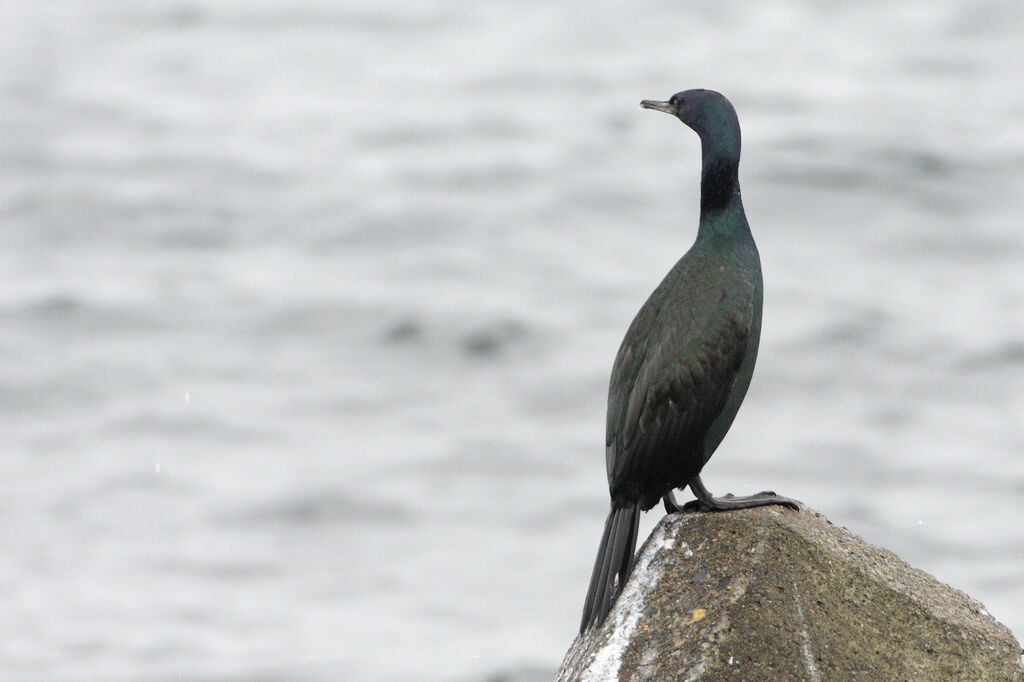 Pelagic Cormorantadult breeding