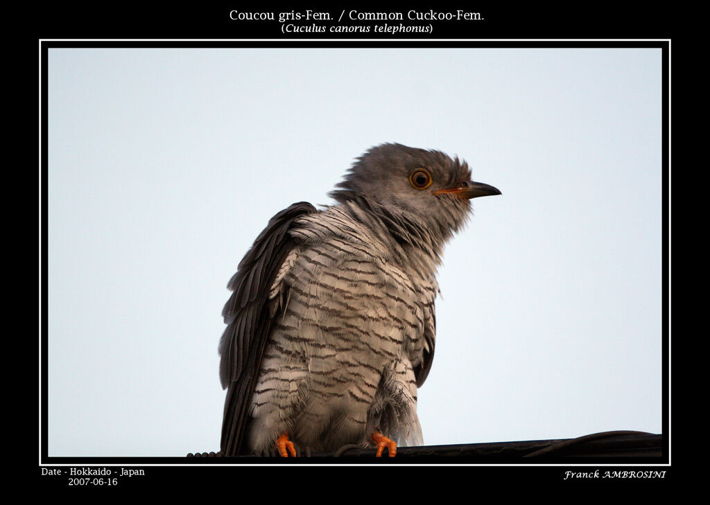 Common Cuckoo female adult breeding