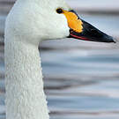 Cygne de Bewick