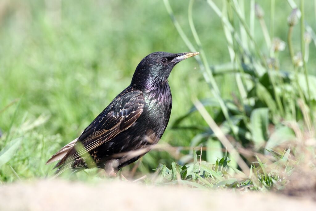 Common Starling