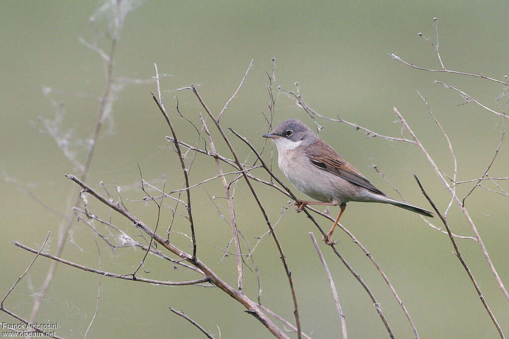 Common Whitethroat male adult breeding, identification