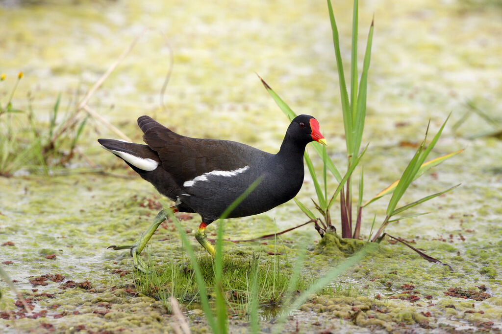 Gallinule poule-d'eauadulte nuptial