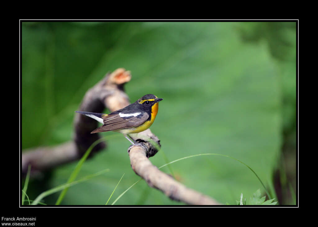 Narcissus Flycatcher male adult, identification