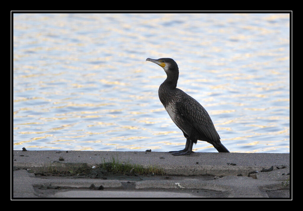 Great Cormorant