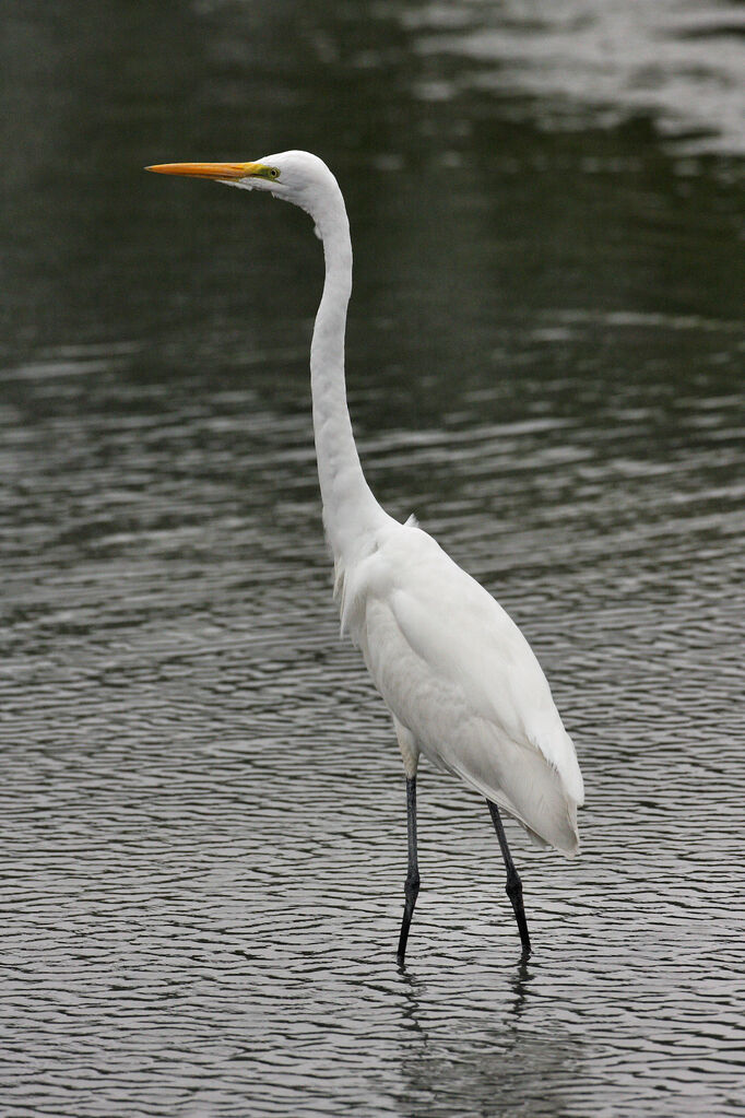 Great Egretadult breeding
