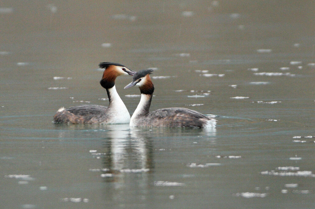 Great Crested Grebe adult breeding