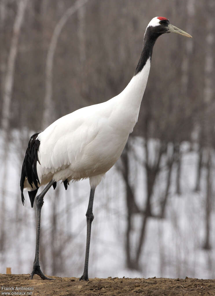 Grue du Japonadulte, identification