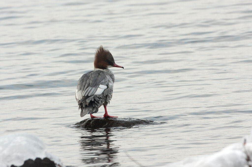 Common Merganser female adult post breeding