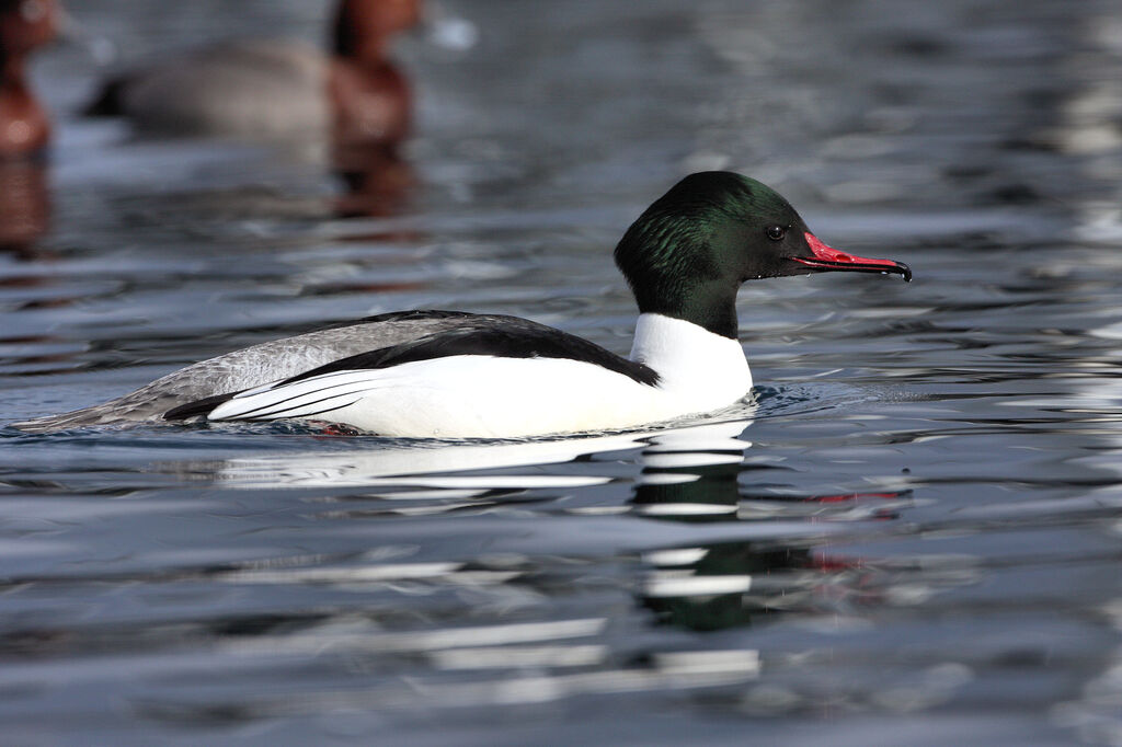 Common Merganser male adult