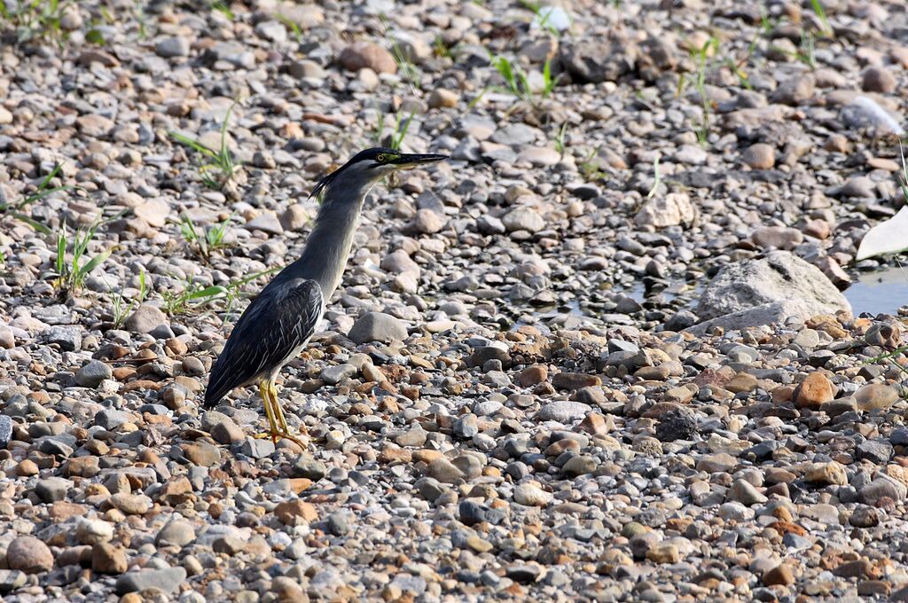 Striated Heron