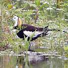 Jacana à longue queue