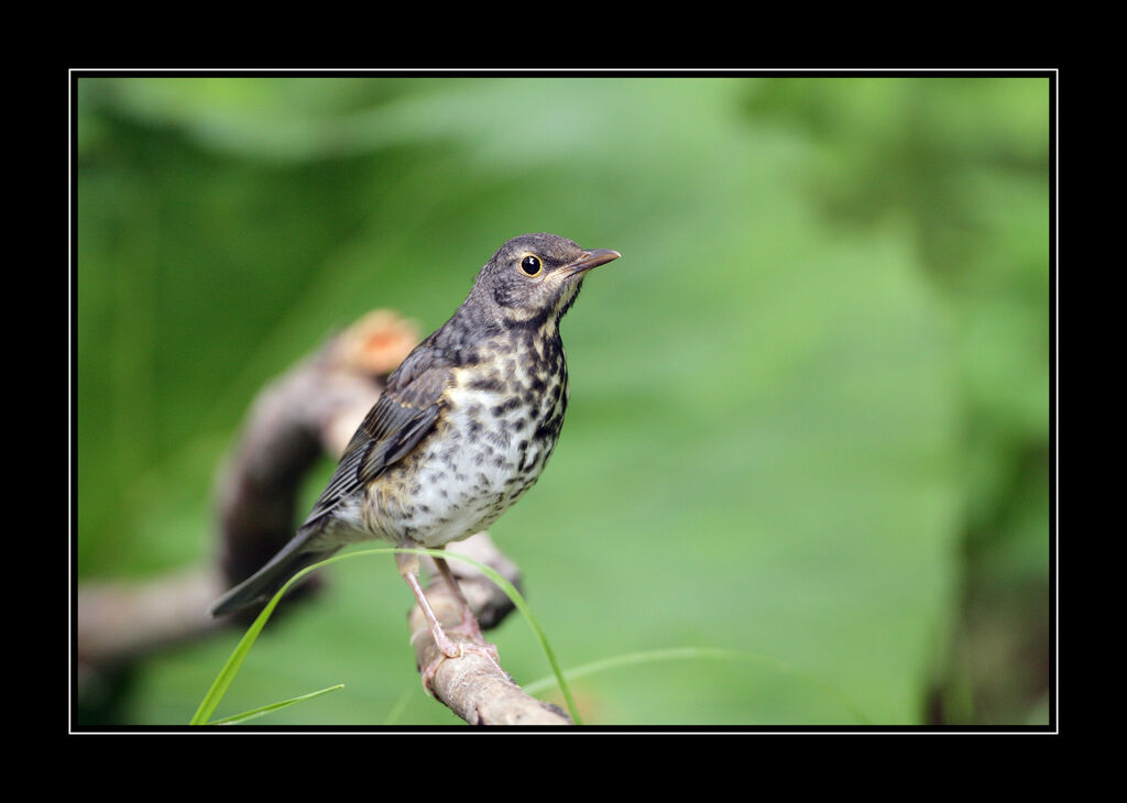 Japanese Thrushjuvenile
