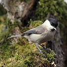 Mésange nonnette
