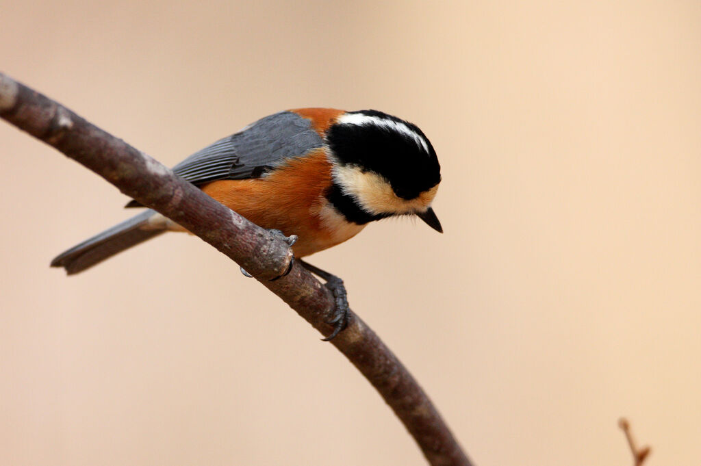 Mésange variée