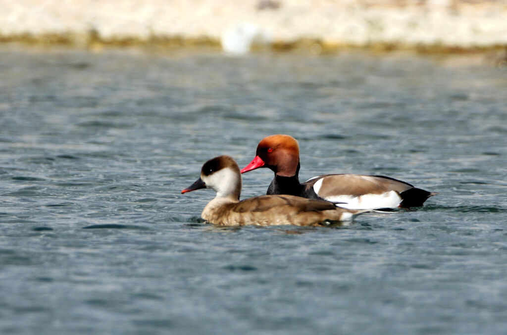 Nette rousse adulte nuptial, identification