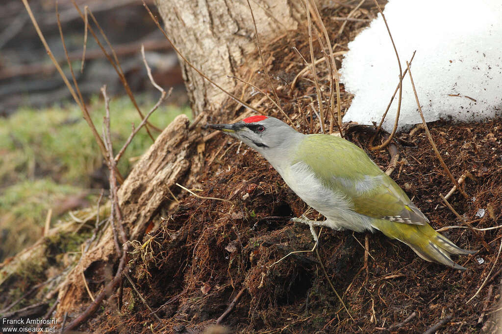 Grey-headed Woodpecker male adult, identification