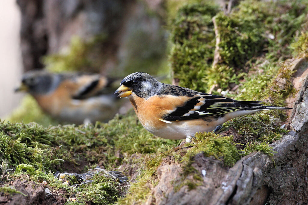 Brambling male adult post breeding, identification