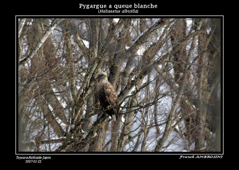 Pygargue à queue blancheadulte