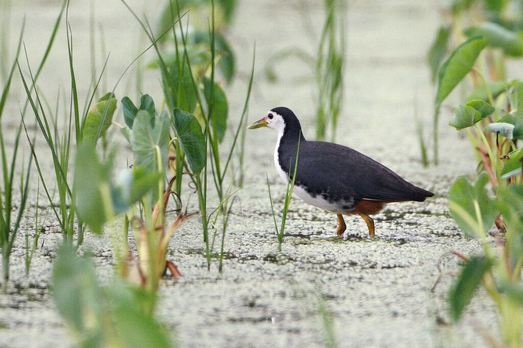 White-breasted Waterhenadult breeding