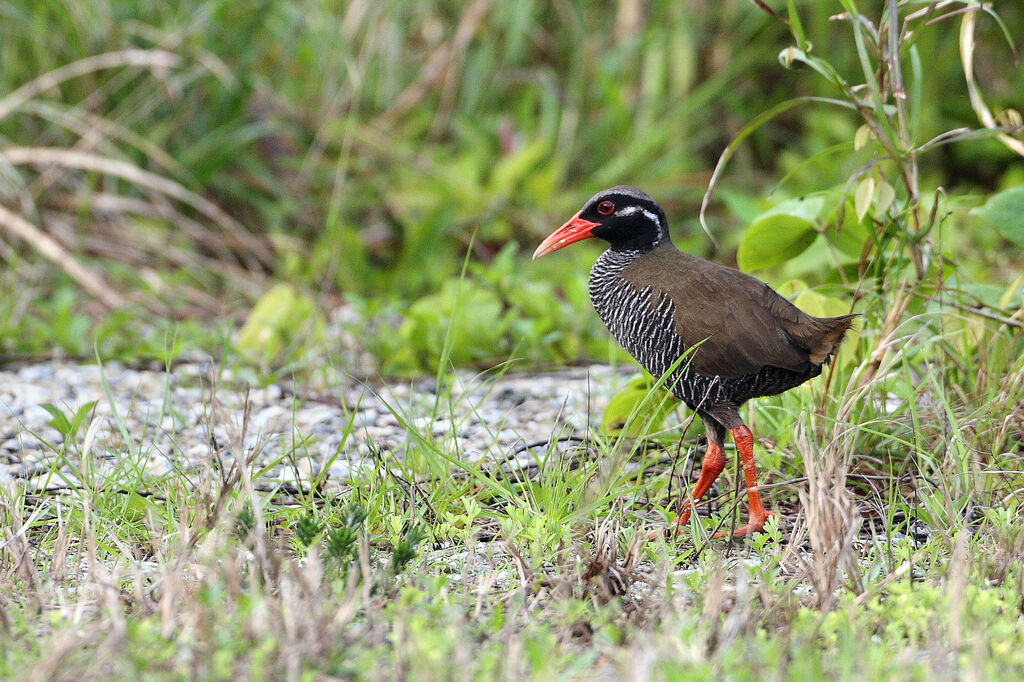 Okinawa Rail