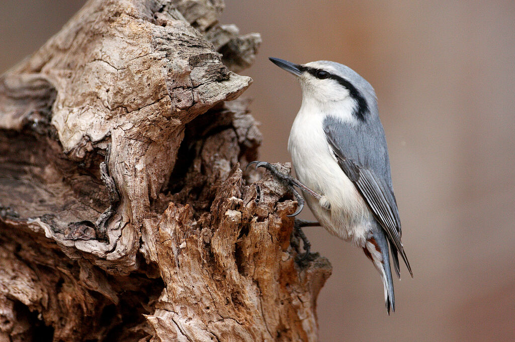 Eurasian Nuthatch
