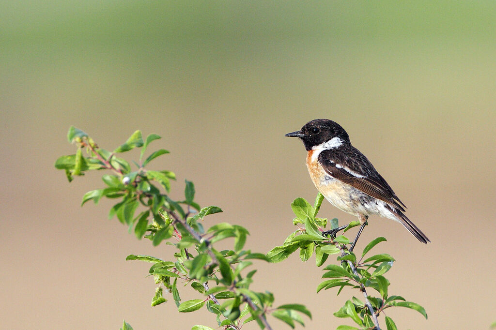 European Stonechat male adult breeding