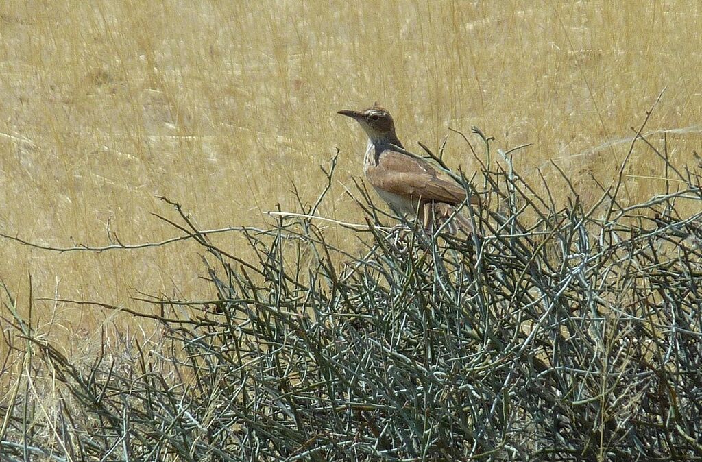 Benguela Long-billed Lark