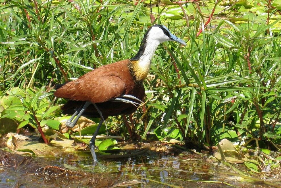 Jacana à poitrine dorée