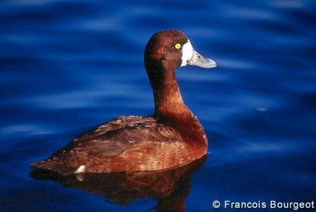 Greater Scaup