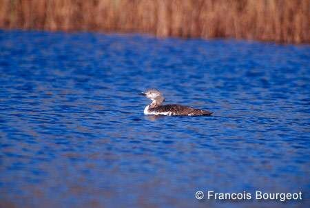 Plongeon catmarin