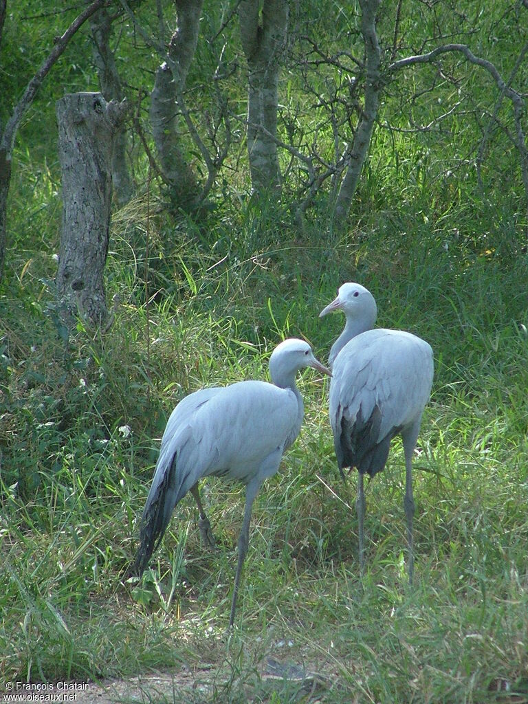Grue de paradis