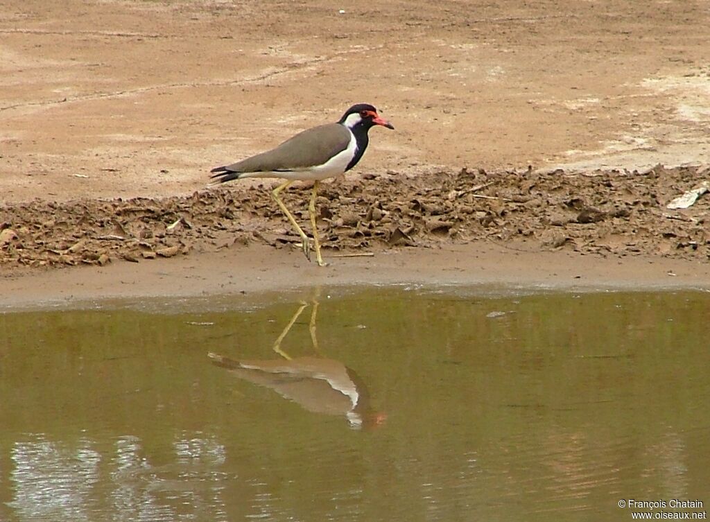Red-wattled Lapwing