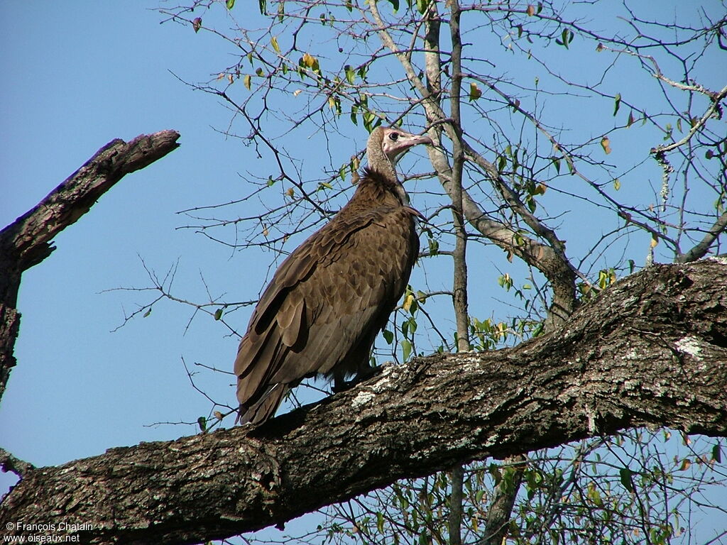 Vautour charognard