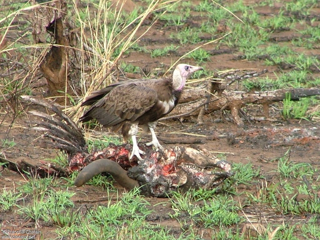 Vautour charognard