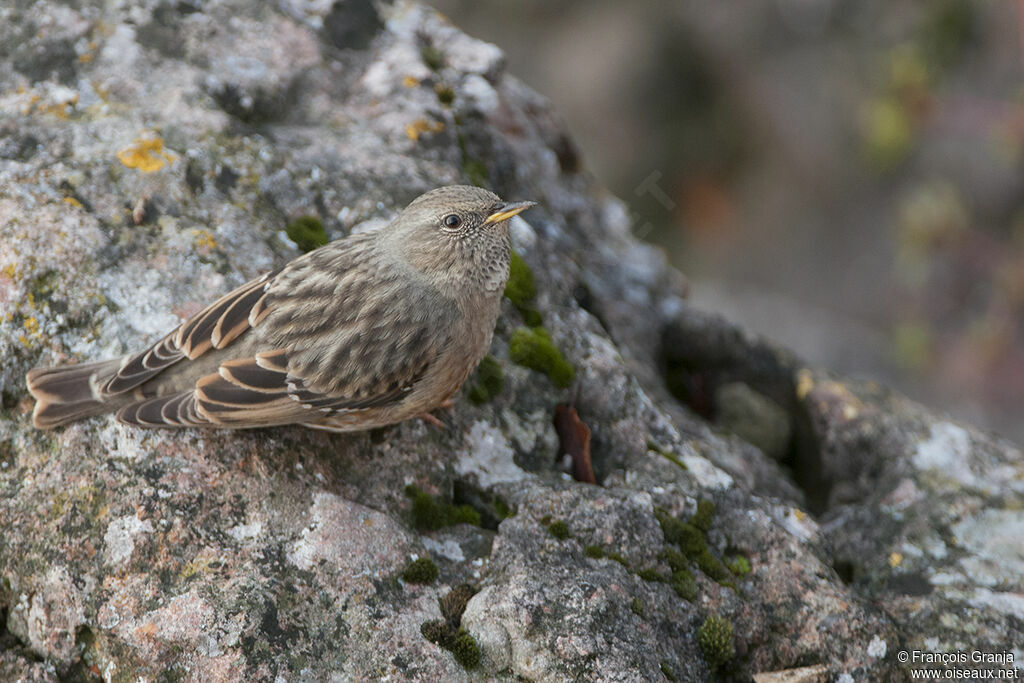 Alpine Accentoradult