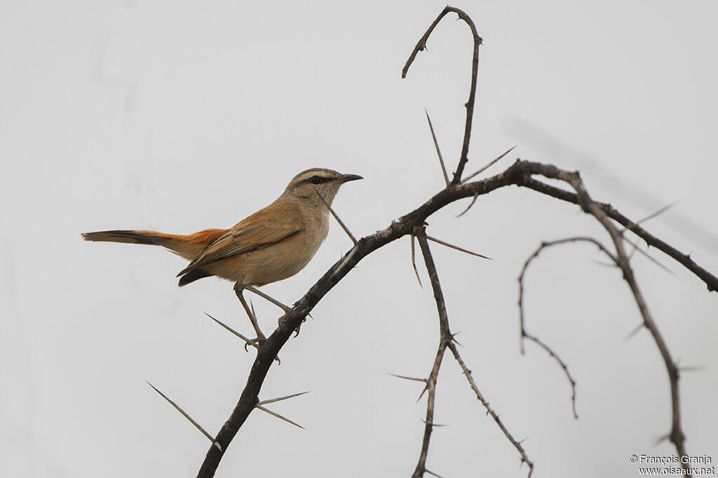 Kalahari Scrub Robin
