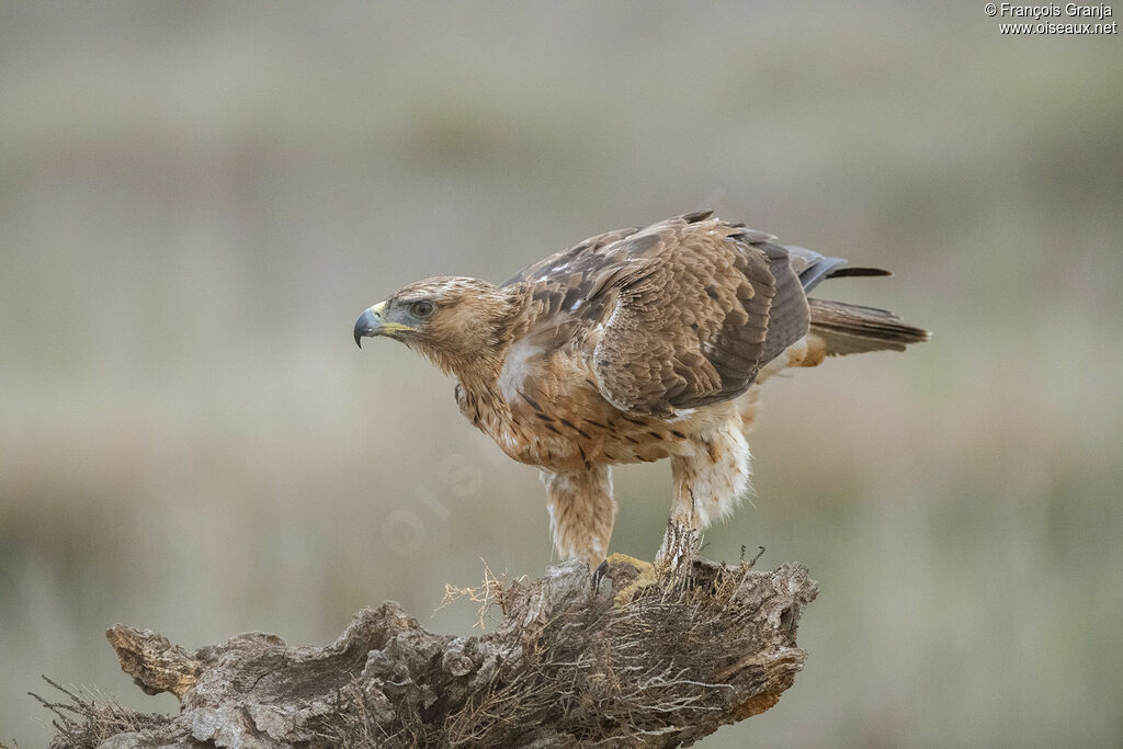 Aigle de Bonelli