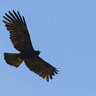 Aigle noir