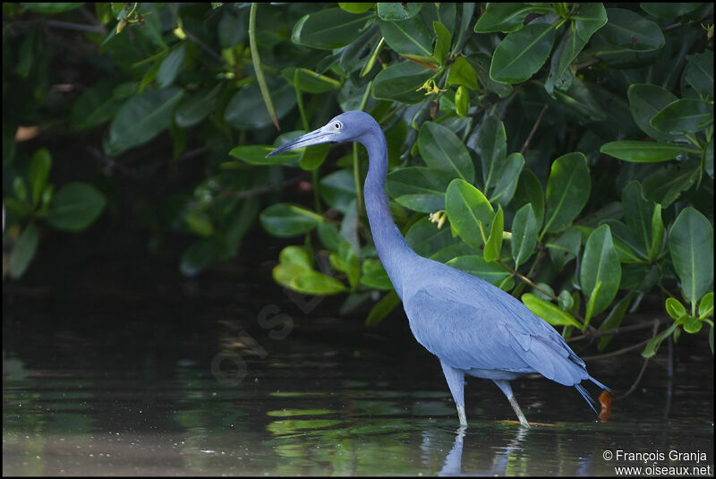 Aigrette bleueadulte