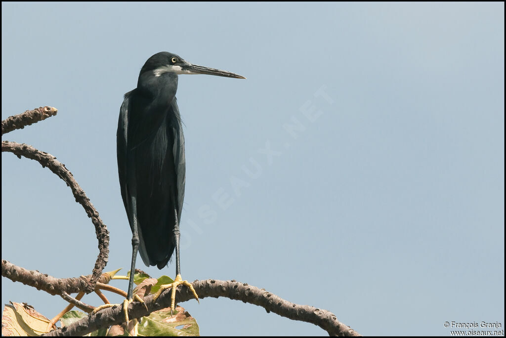 Western Reef Heron