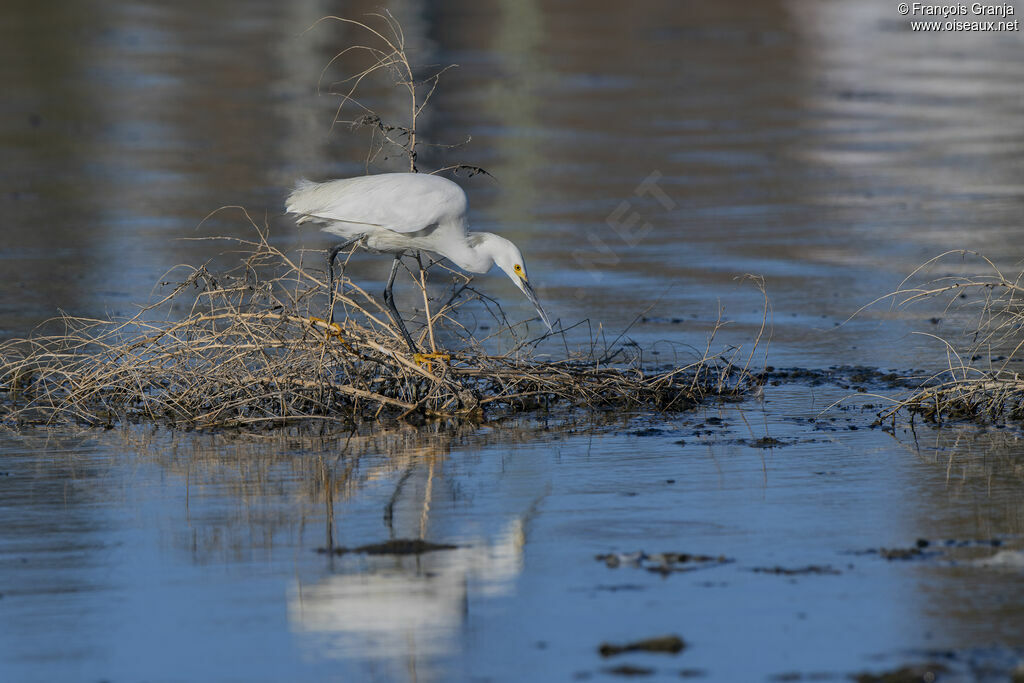Snowy Egret
