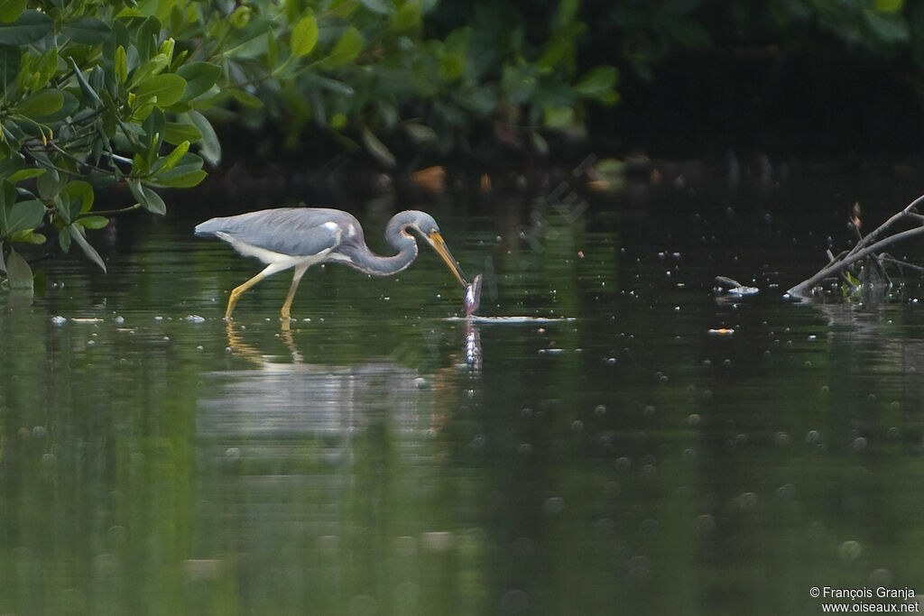 Aigrette tricoloreadulte