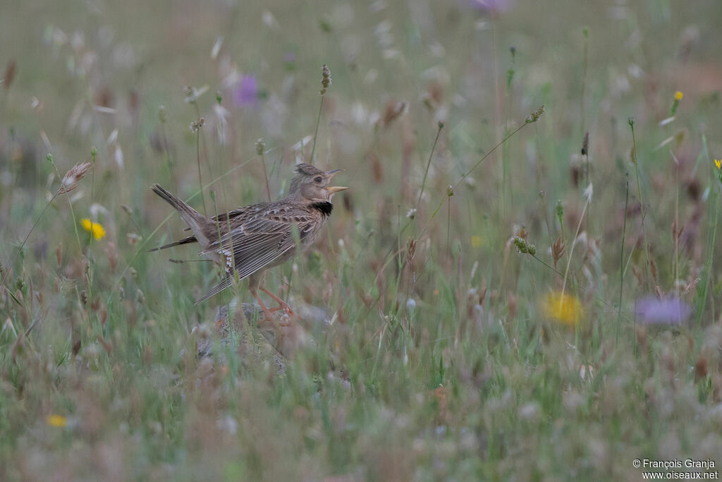 Calandra Lark