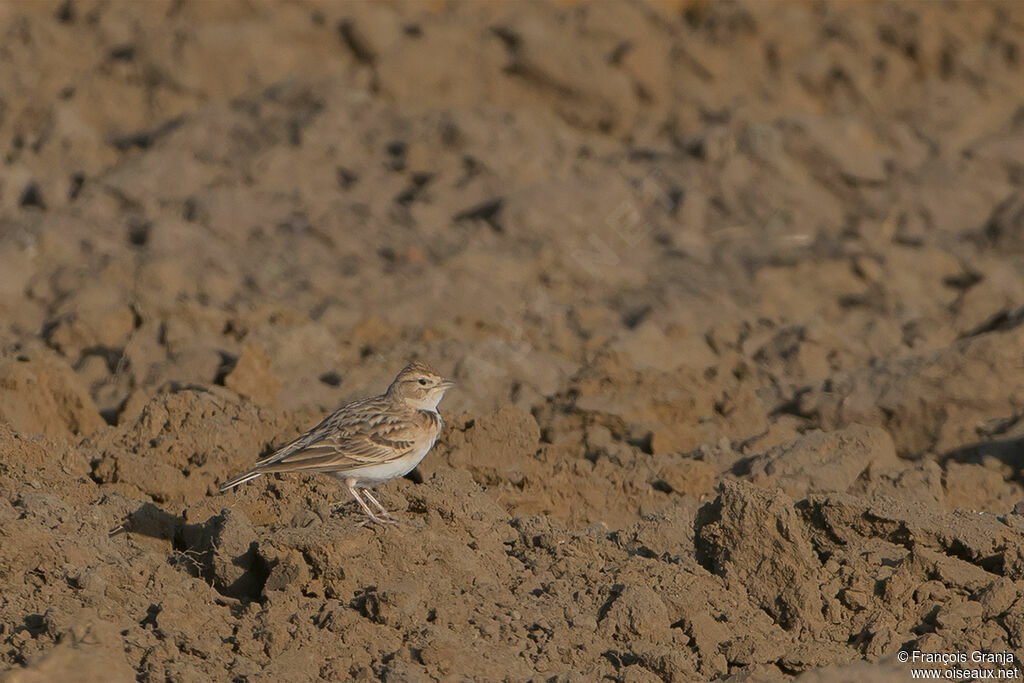 Greater Short-toed Lark