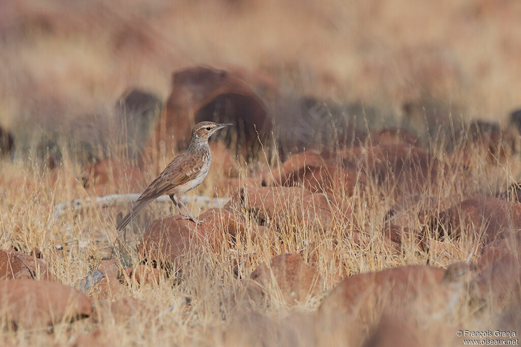 Benguela Long-billed Lark