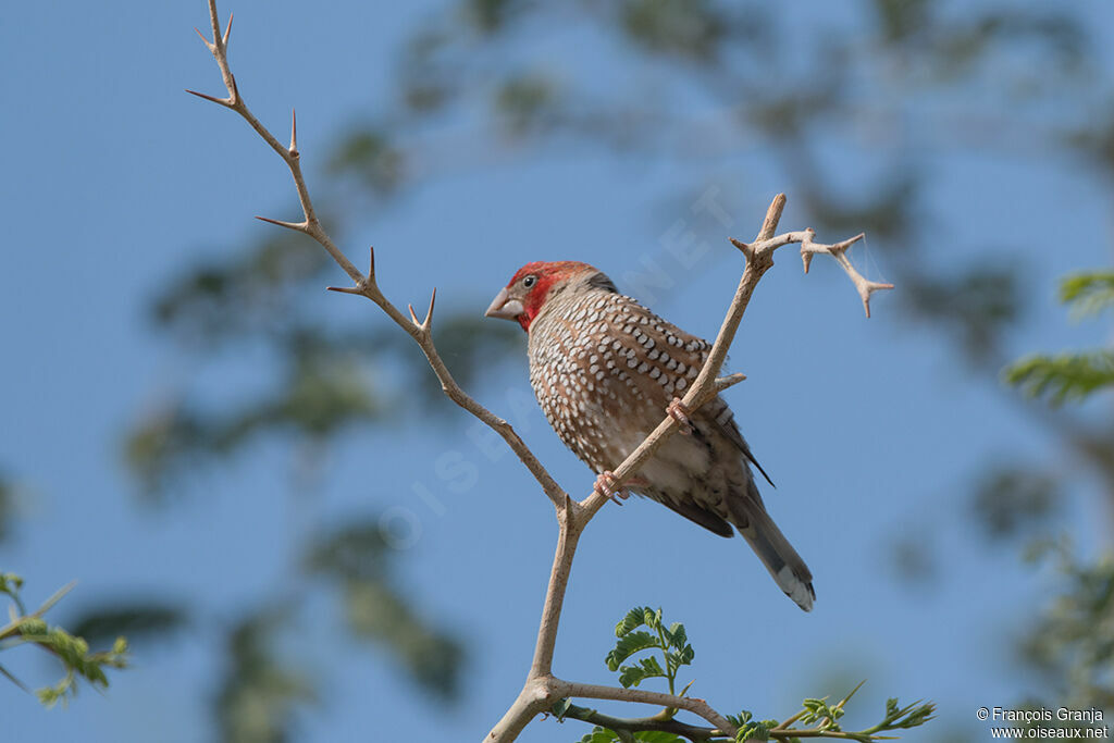 Amadine à tête rouge