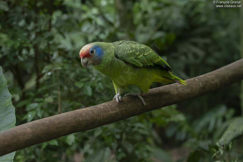 Amazone à joues bleues