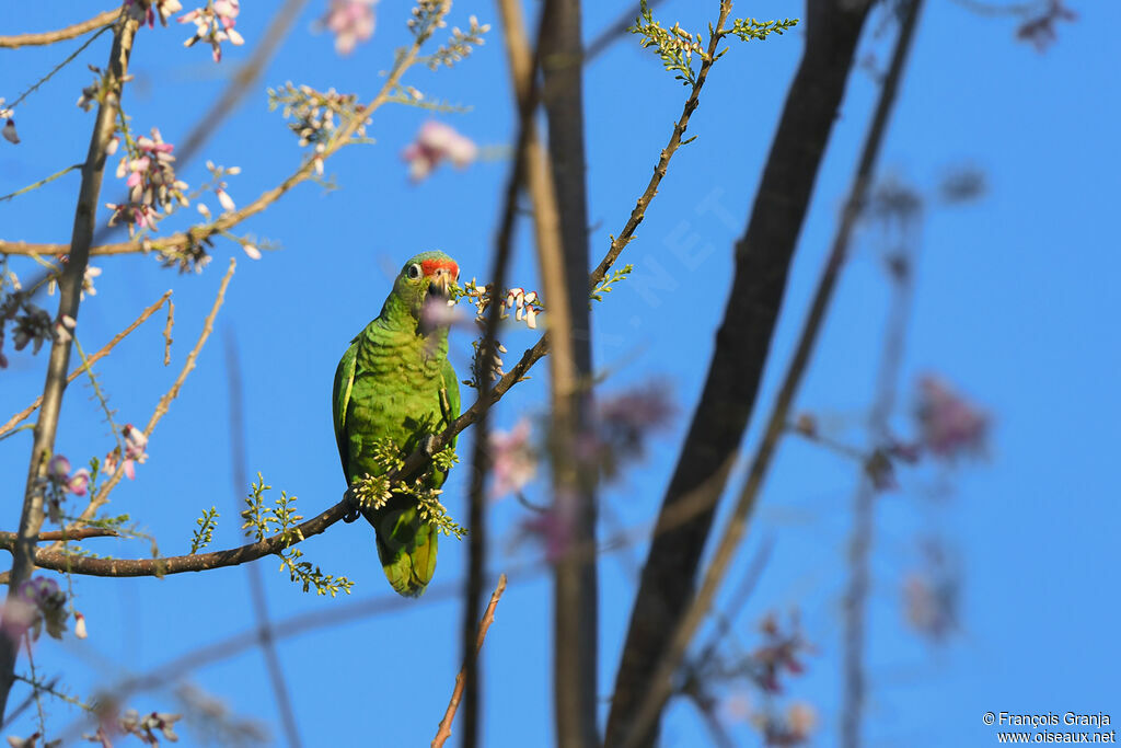 Red-lored Amazon