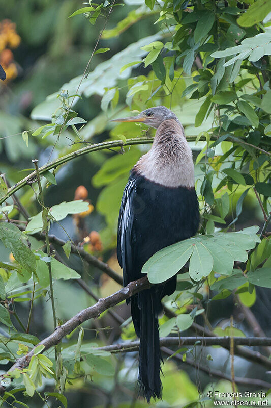 Anhinga d'Amérique femelle adulte